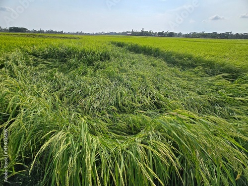 Rice Field Damaged by Storm, Vibrant Rice Field in Sunlight, Rice plants lie flattened in a field after heavy rain, showing damage from the storm. The golden grain heads are tangled and bent