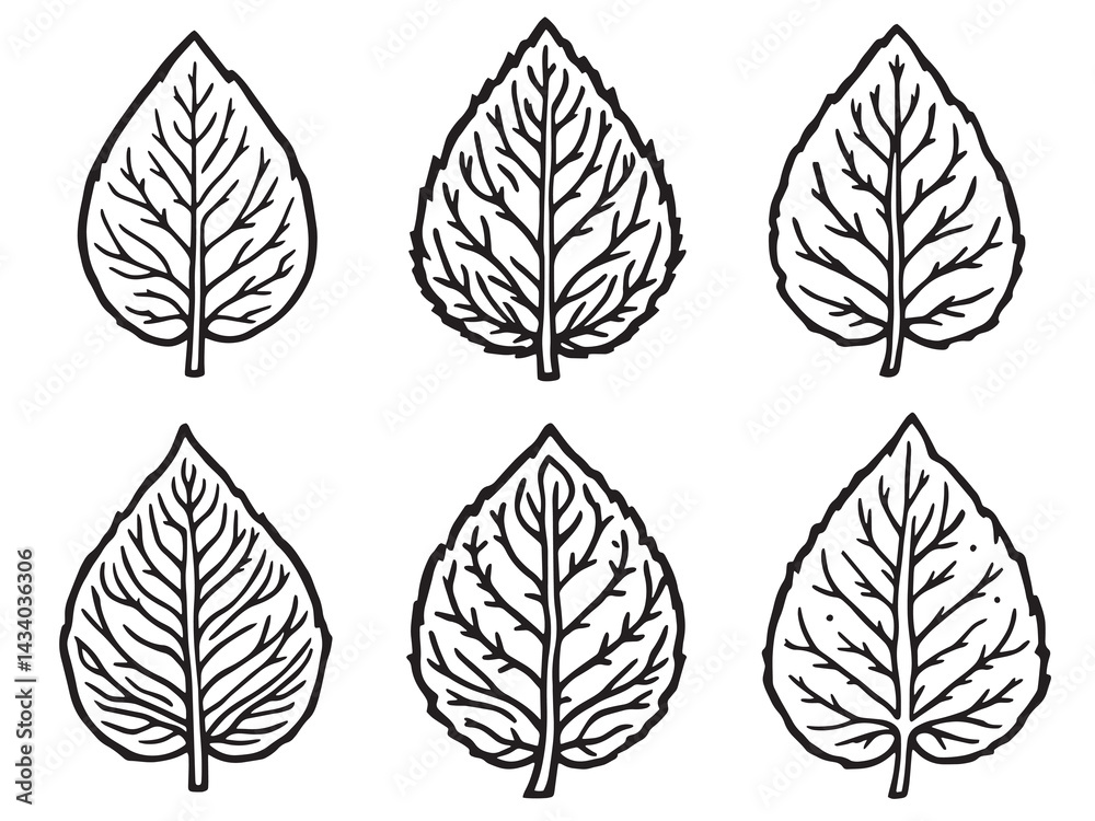 Obraz premium Intricate Line Art Illustration of False Solomon Seal Leaf Design 