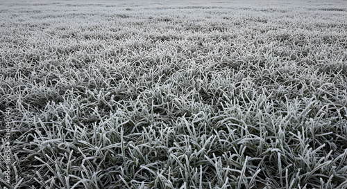 Frozen Meadow: A Winter Landscape Of Grass Covered In Frosty White Crystals
