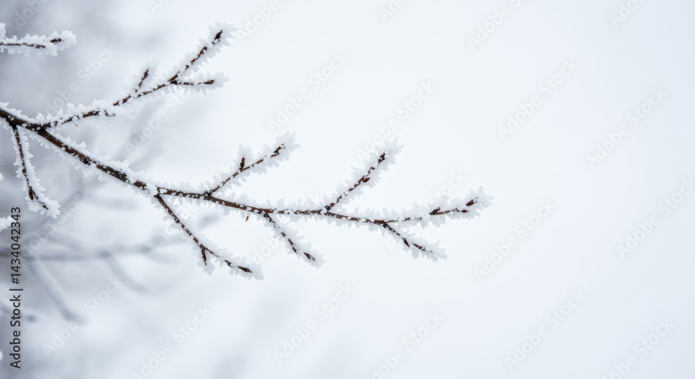 Delicate Frost Crystals Adorning Tree Branches on Winter Morning Delicate Frost Crystals Adorning Tree Branches on Winter Morning