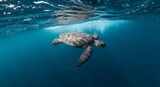 Sea Turtle Swimming Freely in Tranquil Blue Waters of the Open Ocean