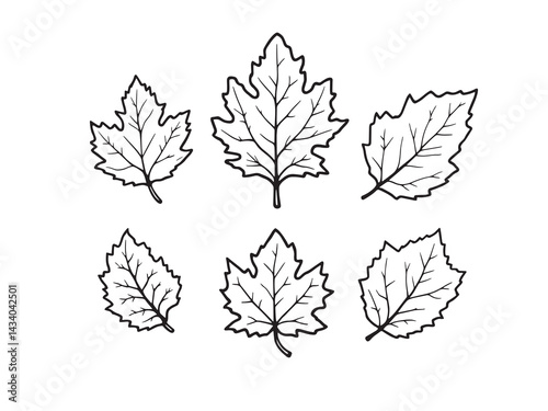 Minimalist beech leaf drawing perfect for nature themed designs