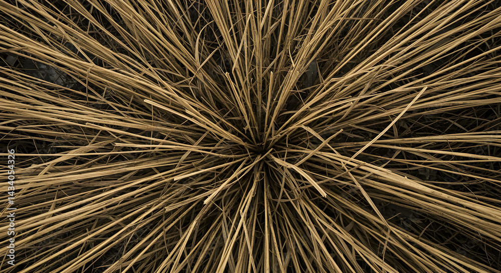 Obraz premium Abstract Top View Of Dried Grass Field Revealing Natural Radial Patterns