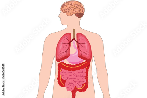 Detailed medical illustration showing human internal organs including brain, lungs, stomach, and intestines. Useful for healthcare, education, and anatomy learning. eps 10