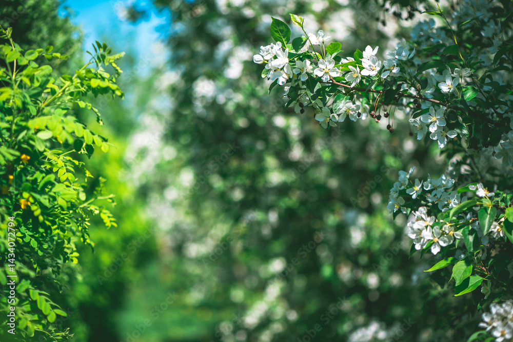 Fresh beautiful flowers of the apple tree blooming in the spring Fresh beautiful flowers of the apple tree blooming in the spring