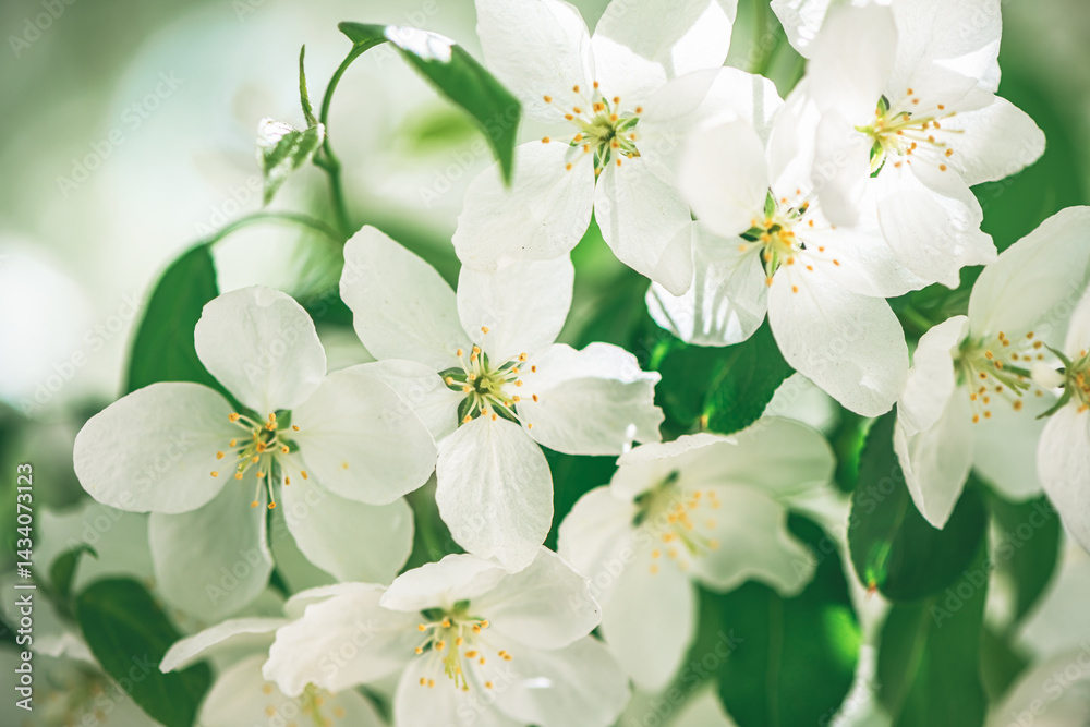 Fototapeta premium Fresh beautiful flowers of the apple tree blooming in the spring