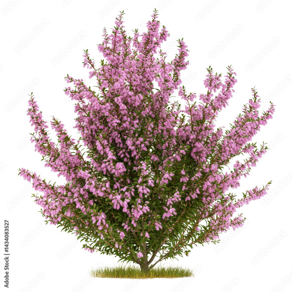 Isolated flowering heather shrub, a botanical beauty with light pink blossoms Isolated flowering heather shrub, a botanical beauty with light pink blossoms