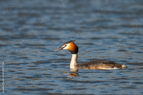 great crested grebe