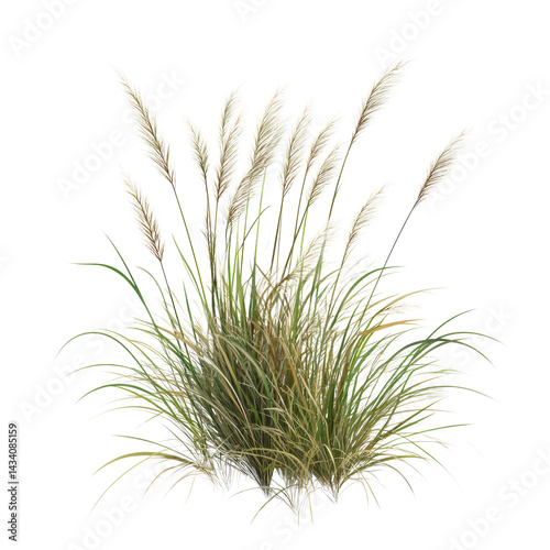 Elegant reed plumes and slender grasses flourishing against a stark isolated setting