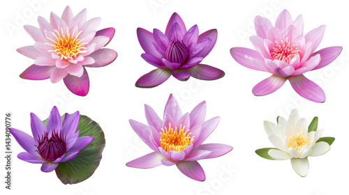 Various Lotus Flowers in Shades of Pink, Purple and White on a Transparent Background