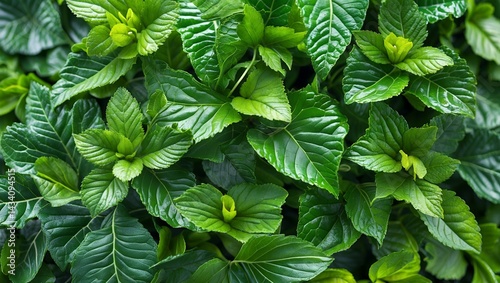 Vibrant green leaves showcasing nature's intricate beauty