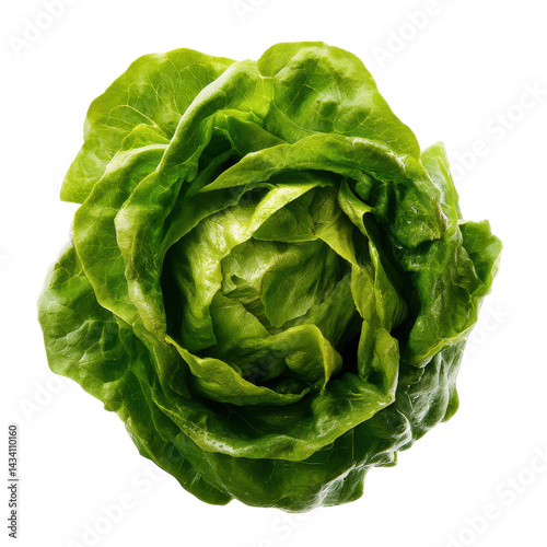 A fresh, vibrant green lettuce head, showcasing its curled leaves and natural texture.