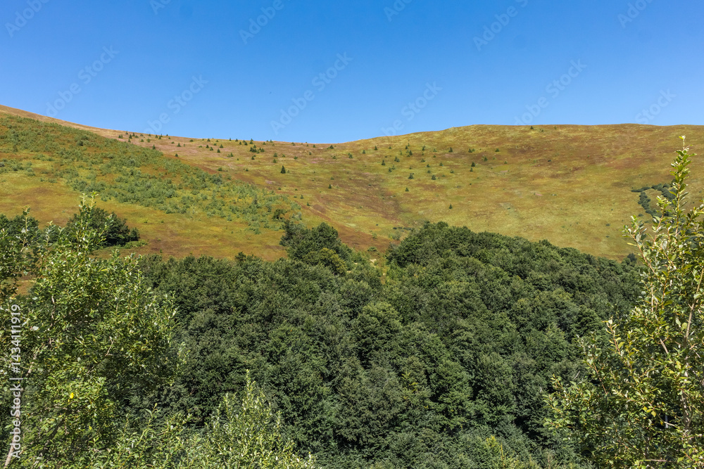 Fototapeta premium Borzhava mountain valley in the Carpathians