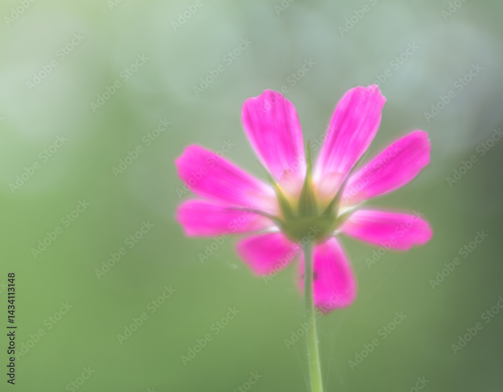 delicate pink cosmos flower delicate pink cosmos flower