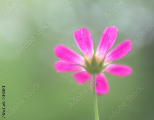 delicate pink cosmos flower