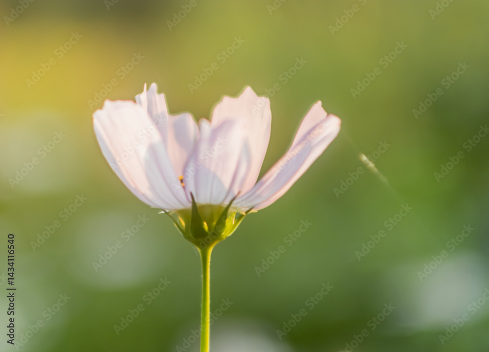 Fototapeta premium delicate pink cosmos flower