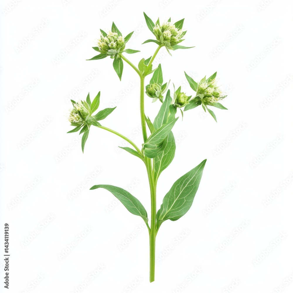 Fototapeta premium Isolated delicate green flower with leaves on a white background studio shot botanical beauty