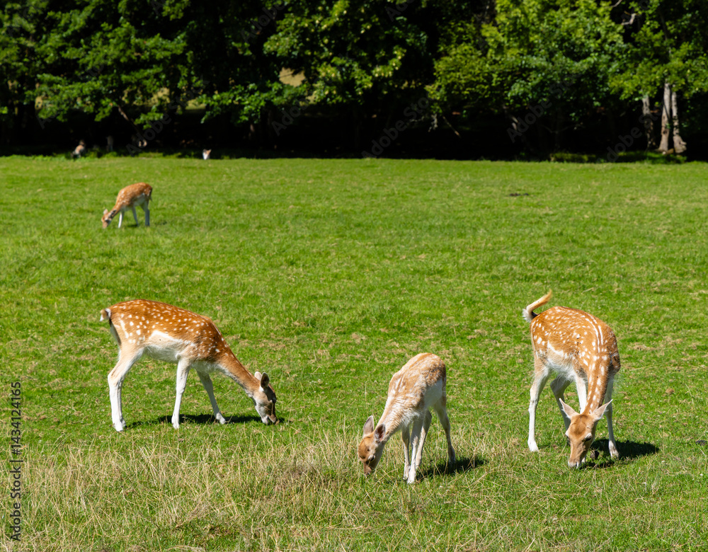 Fallow deer grazing in green field near forest on sunny day, Loire, France