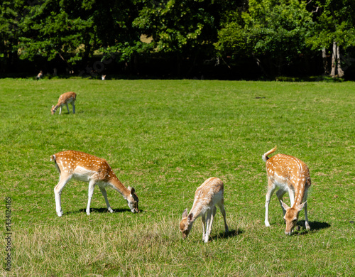 Fallow deer grazing in green field near forest on sunny day, Loire, France