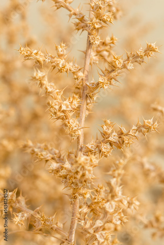 Carta da parati dry thorny plant in Cyprus