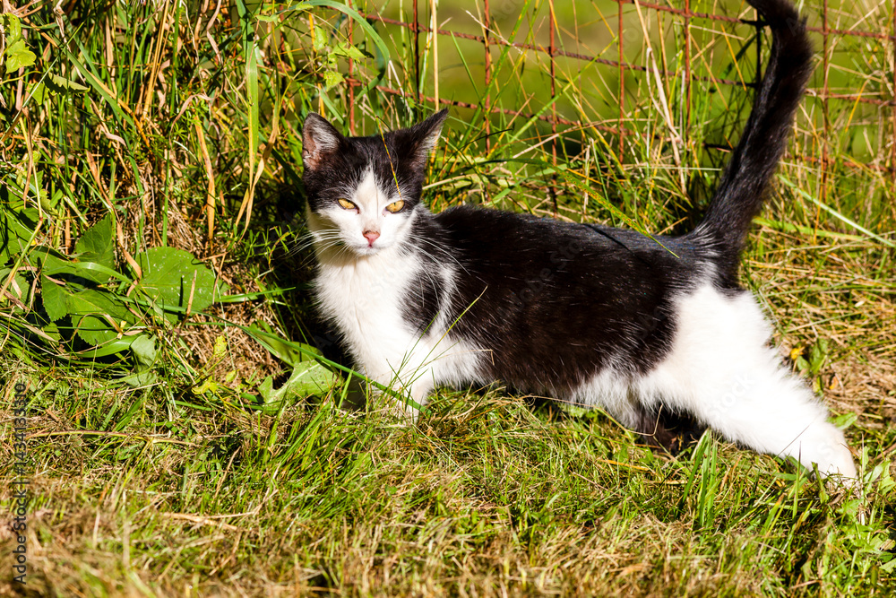 Bicolor Cat Prowling in the Grass near a Wire Mesh Fence