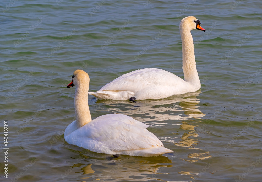 Close-up portrait of a white swan.