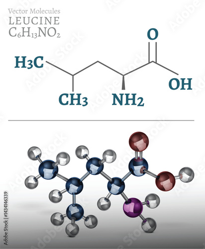 3D vector illustration of leucine molecule structure.