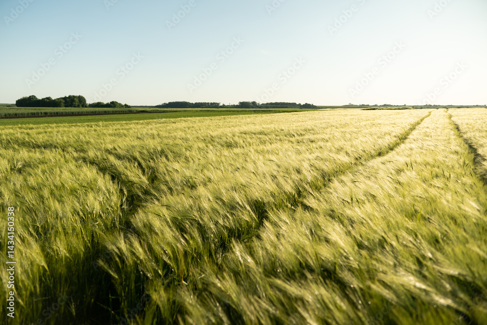 Barley field under clear blue sky in countryside