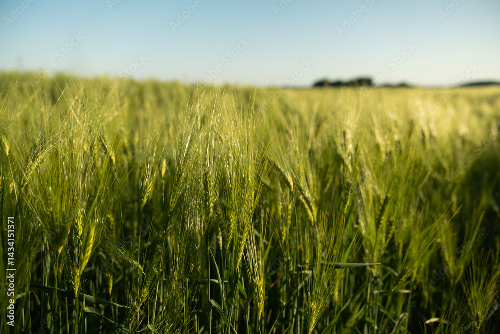 Barley field under clear blue sky in countryside