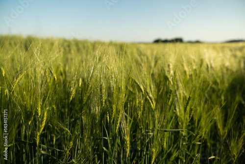 Obraz na płótnie Barley field under clear blue sky in countryside w salonie
