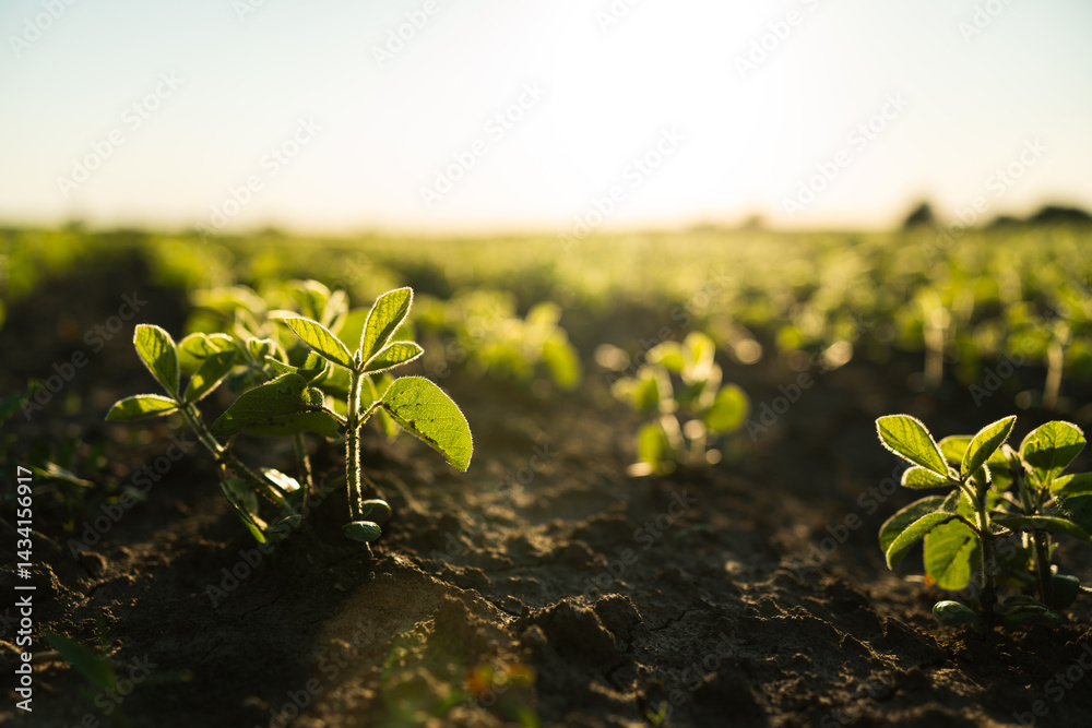 Close up Young Soy Field with Emerging Crops