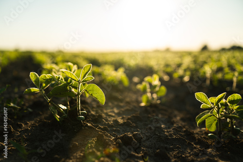 Close up Young Soy Field with Emerging Crops