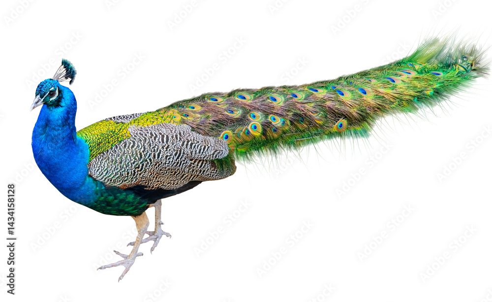Beautiful Peacock Isolated On White