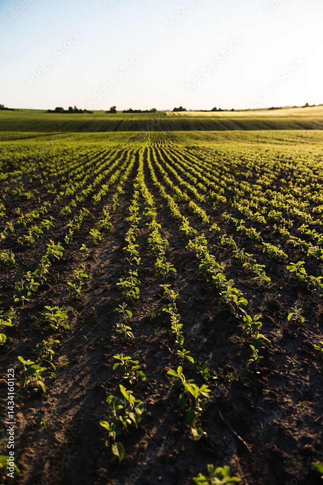 Springtime Soybean Field Fresh Growth