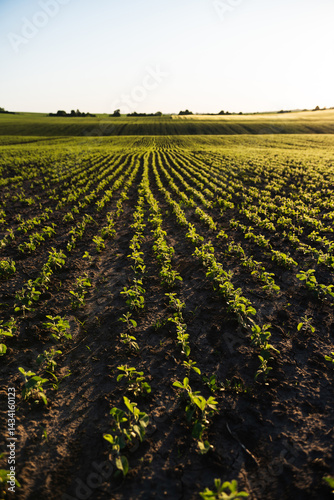 Springtime Soybean Field Fresh Growth