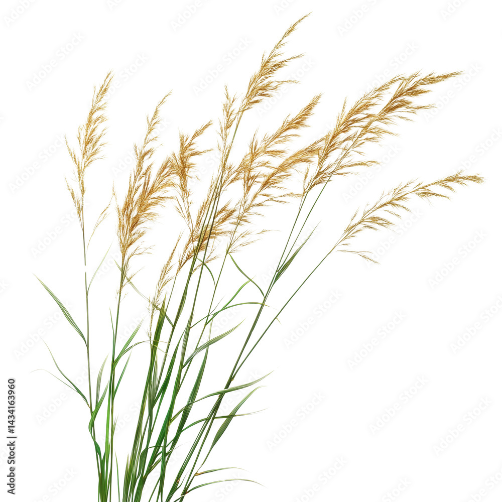 Elegant arrangement of decorative plumes, with refined textures on a plain field, ready for digital design Elegant arrangement of decorative plumes, with refined textures on a plain field, ready for digital design