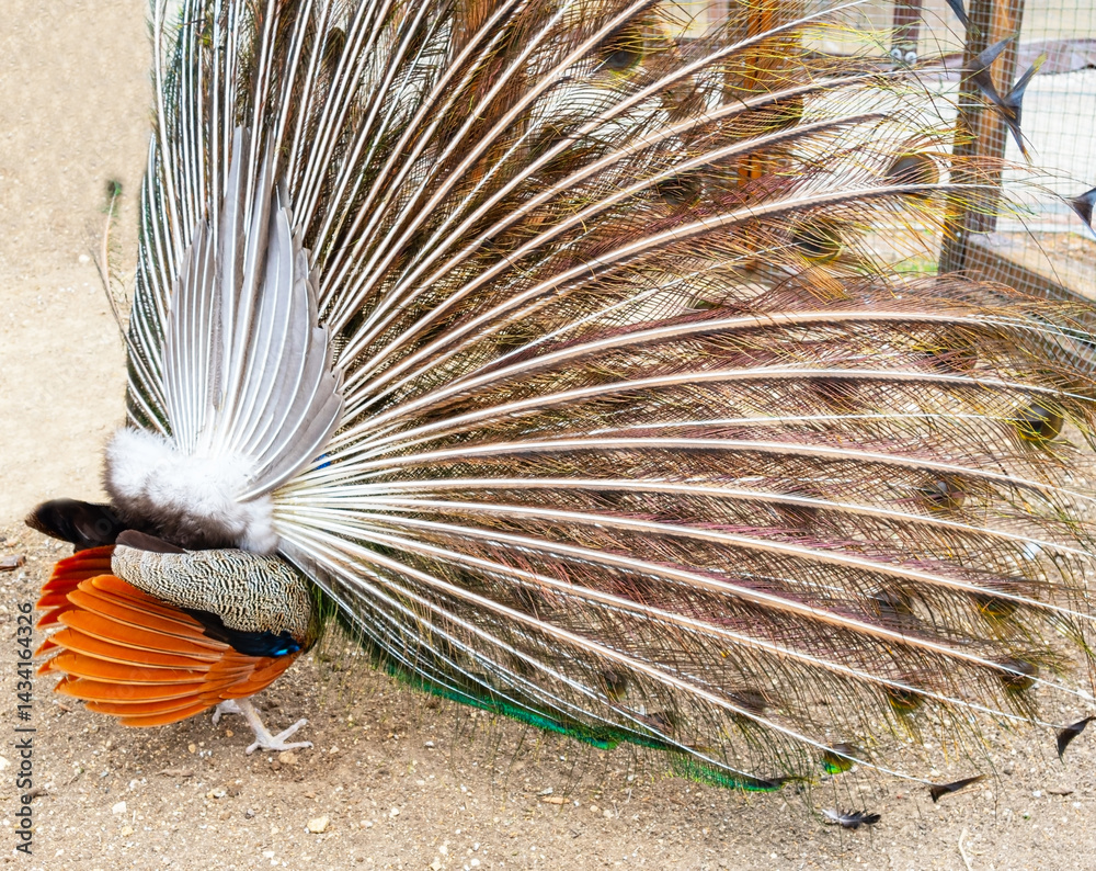 Juvenile Peacock Displaying Rear View at the zoo