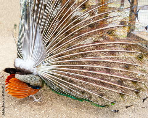 Obraz na płótnie Juvenile Peacock Displaying Rear View at the zoo w salonie