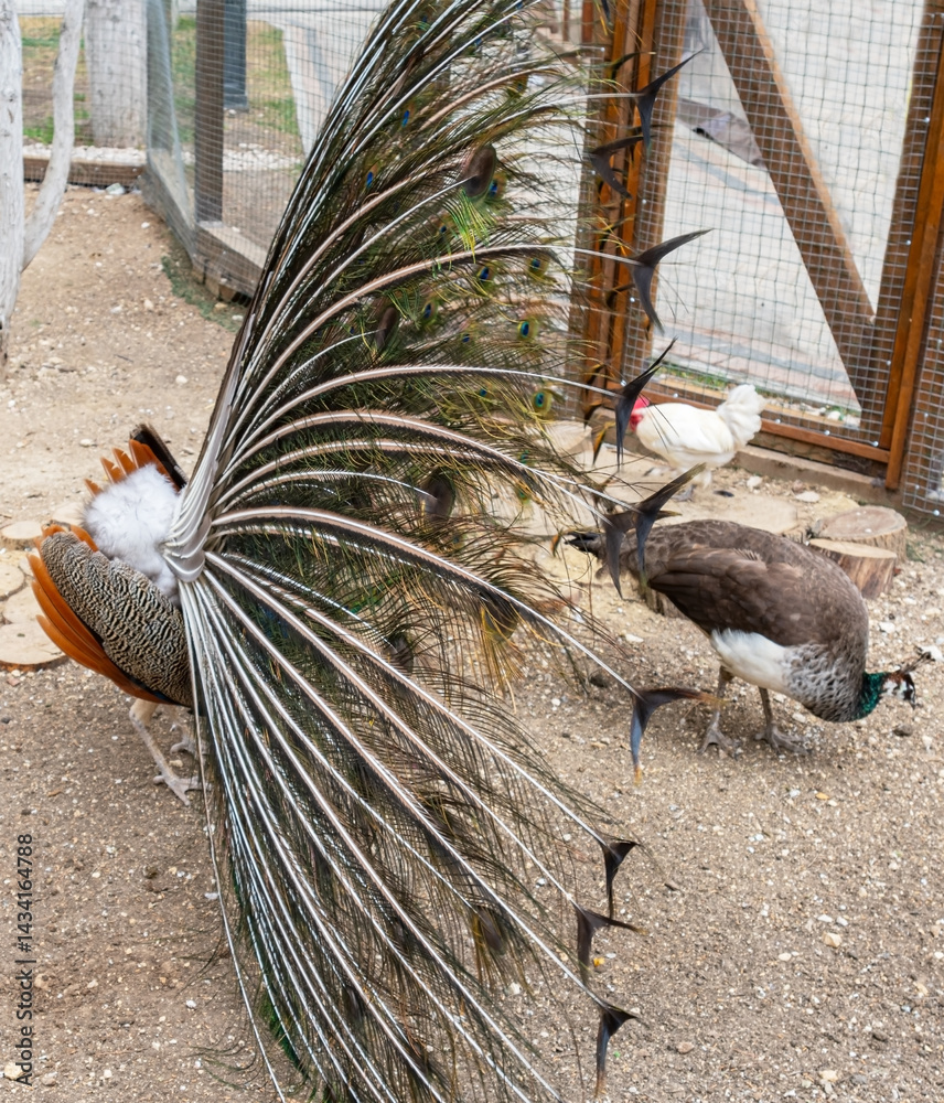Juvenile Peacock Displaying Rear View at the zoo