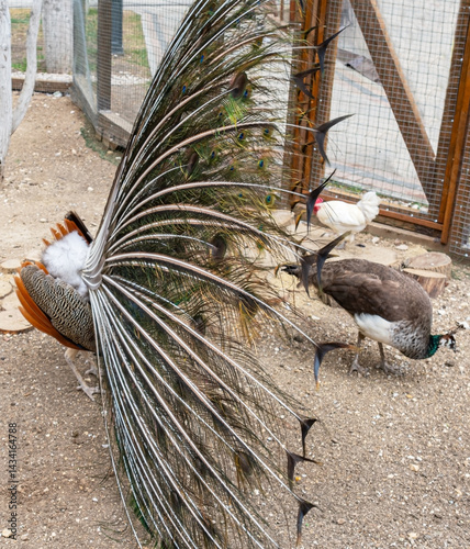 Obraz na płótnie Juvenile Peacock Displaying Rear View at the zoo w salonie