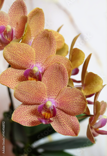 Phalaenopsis orchid variety Sunset Love with orange speckled flowers, selective focus, macro photography, vertical orientation.
