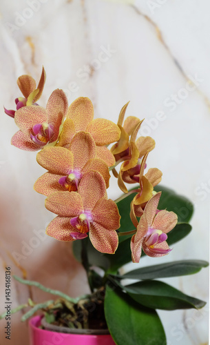 Phalaenopsis orchid variety Sunset Love with orange speckled flowers, selective focus, vertical orientation with space for inscription.