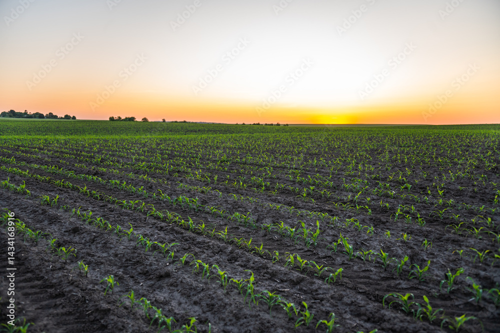 Even rows of corn seedlings at sunset on fertile farmland