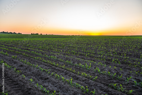 Even rows of corn seedlings at sunset on fertile farmland
