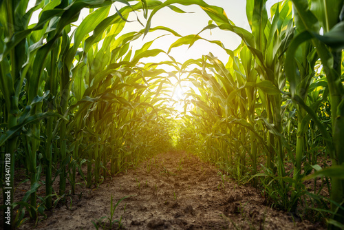 Cornfield rows captured from ground level at sunrise
