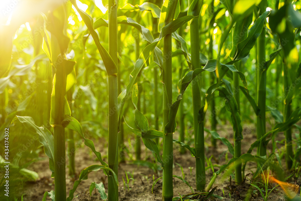 Sustainable corn farming with natural sunlight and healthy soil