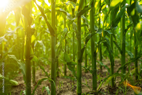 Obraz na płótnie Sustainable corn farming with natural sunlight and healthy soil w salonie