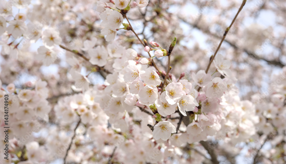 Obraz premium beautiful cherry blossom flowers blooming in brooklyn new york city street (sign symbol of spring springtime warm weather) white and pink flower bloom blossoms tree trees pollen allergy beauty nature