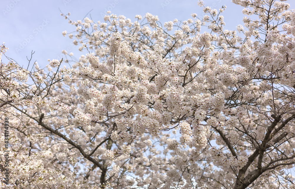beautiful cherry blossom flowers blooming in brooklyn new york city street (sign symbol of spring springtime warm weather) white and pink flower bloom blossoms tree trees pollen allergy beauty nature beautiful cherry blossom flowers blooming in brooklyn new york city street (sign symbol of spring springtime warm weather) white and pink flower bloom blossoms tree trees pollen allergy beauty nature