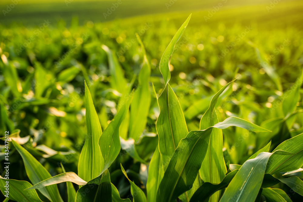 Close-up of green corn leaves glowing in warm light